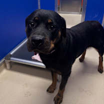 Thumbnail photo of Kaya #1