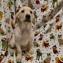 Thumbnail photo of Marley #2