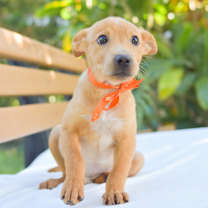 Thumbnail photo of Pokey #1