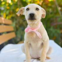 Thumbnail photo of Buttercup #1