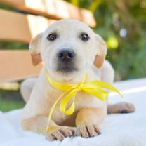 Thumbnail photo of Maximus #1