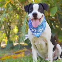 Thumbnail photo of Tadpole #2