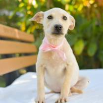 Thumbnail photo of Buttercup #3