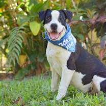 Thumbnail photo of Tadpole #3