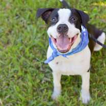 Thumbnail photo of Tadpole #4