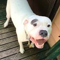 Thumbnail photo of Rocky #1