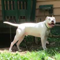 Thumbnail photo of Rocky #4