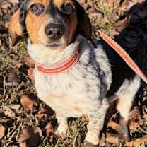 Thumbnail photo of Bella KA #1