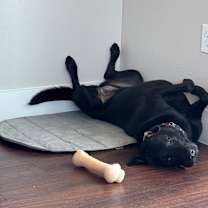 Thumbnail photo of Truffle #4