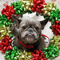 Thumbnail photo of Veva #2