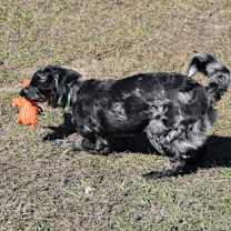 Thumbnail photo of Gator-Available 12/23 #2