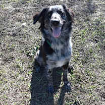 Thumbnail photo of Gator-Available 12/23 #3