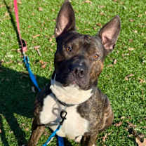 Thumbnail photo of Mickey (Honzel) #2