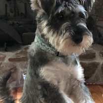 Thumbnail photo of Sierra #2