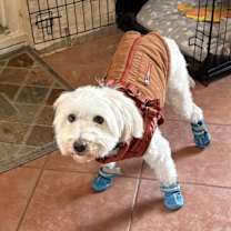 Thumbnail photo of Milo #1