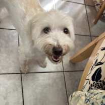 Thumbnail photo of Milo #2