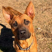 Thumbnail photo of Buck KA #1