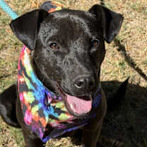 Thumbnail photo of JET #1