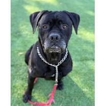 Thumbnail photo of She-Ra - ECAS #4