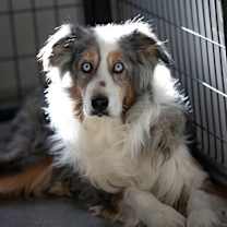 Thumbnail photo of Forest (JN25-164) #1