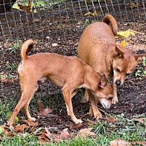 Thumbnail photo of TY (bonded w/Pee Wee) #4