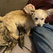 Thumbnail photo of Jasper (Fundraiser Pup) #3