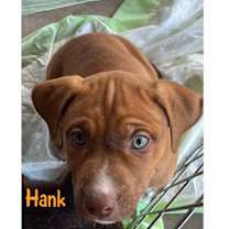 Thumbnail photo of Hank #2