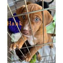 Thumbnail photo of Hank #3
