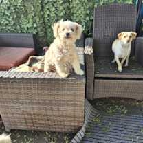 Thumbnail photo of Frosty Bingo Cheery Banana #1