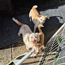 Thumbnail photo of Frosty Bingo Cheery Banana #2