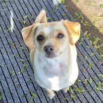 Thumbnail photo of Frosty Bingo Cheery Banana #3