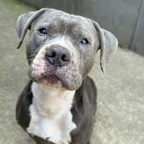 Thumbnail photo of Cinder ~ Coming Soon!!! #2