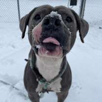 Thumbnail photo of Cinder ~ Coming Soon!!! #3