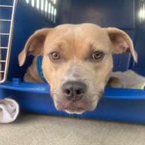 Thumbnail photo of Henrietta #1