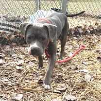 Thumbnail photo of Cinder ~ Coming Soon!!! #4