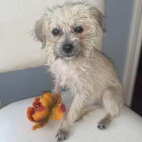 Thumbnail photo of Freya #2