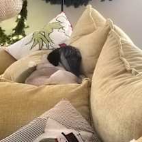 Thumbnail photo of Louie #4