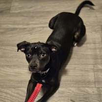 Thumbnail photo of Daisy #1