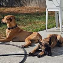 Thumbnail photo of Maddox #4