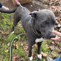 Thumbnail photo of Remington  #1