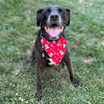 Thumbnail photo of Henry #1