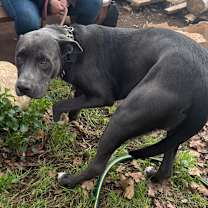 Thumbnail photo of Remington  #2