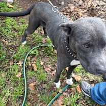 Thumbnail photo of Remington  #3