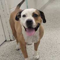 Thumbnail photo of Nosey #1