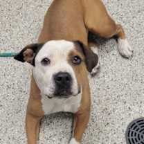 Thumbnail photo of Nosey #2