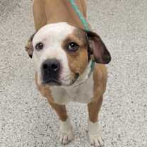 Thumbnail photo of Nosey #3