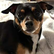 Thumbnail photo of Sox #1