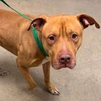 Thumbnail photo of Douglas V 39 #1