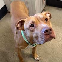 Thumbnail photo of Douglas V 39 #2