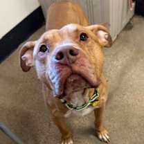 Thumbnail photo of Douglas V 39 #3